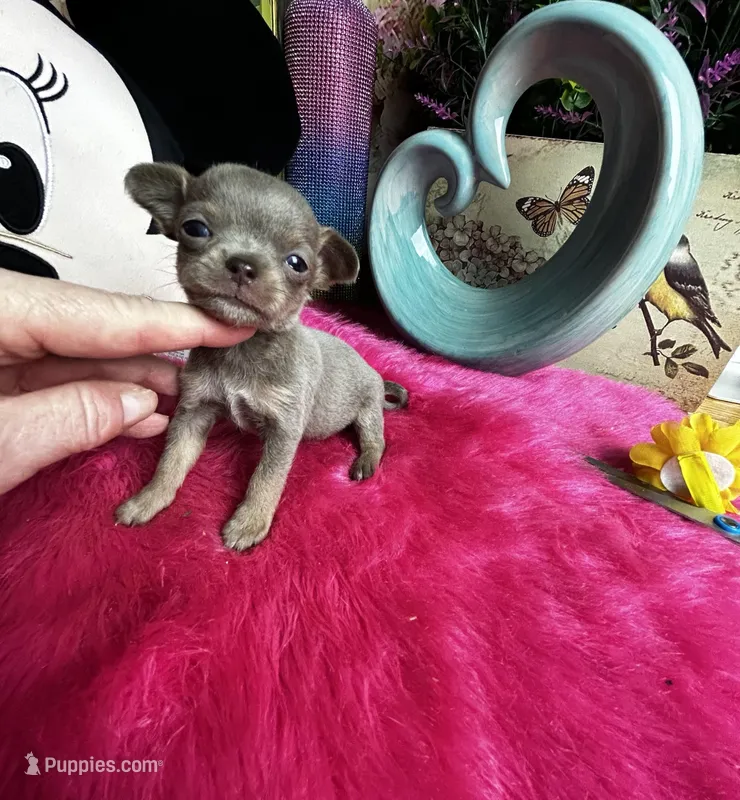   BlueJay  – Chihuahua puppy for sale in Tracy, CA