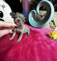   BlueJay , a male Chihuahua for sale in Tracy, CA – Photo 3 of 3