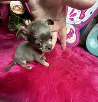 Tiny  Lilac Lou, a male Chihuahua for sale in Tracy, CA – Photo 1 of 7