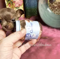 Mini  MOUSE, a male Chihuahua for sale in Tracy, CA – 5 of 5