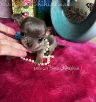 XTiny  Lilac Lou, a male Chihuahua for sale in Tracy, CA – Photo 7 of 7