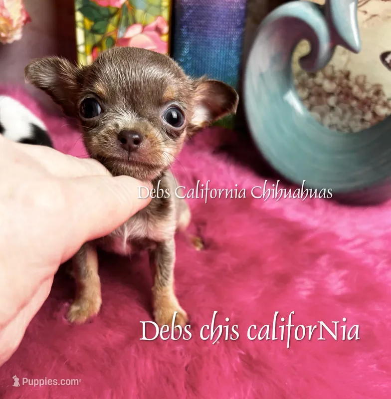 Scrawny MOUSE – Chihuahua puppy for sale in Tracy, CA