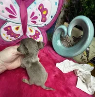 Tiny  Lilac Lou, a male Chihuahua for sale in Tracy, CA – Photo 7 of 7