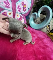 Tiny  Lilac Lou, a male Chihuahua for sale in Tracy, CA – Photo 4 of 7