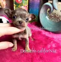 Scrawny MOUSE, a male Chihuahua for sale in Tracy, CA – Photo 4 of 4