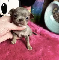   BlueJay , a male Chihuahua for sale in Tracy, CA – Photo 2 of 3