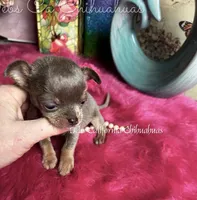 XTiny  Lilac Lou, a male Chihuahua for sale in Tracy, CA – Photo 5 of 7