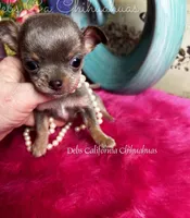 XTiny  Lilac Lou, a male Chihuahua for sale in Tracy, CA – Photo 4 of 7