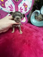 Tiny  Lilac Lou, a male Chihuahua for sale in Tracy, CA – Photo 5 of 7