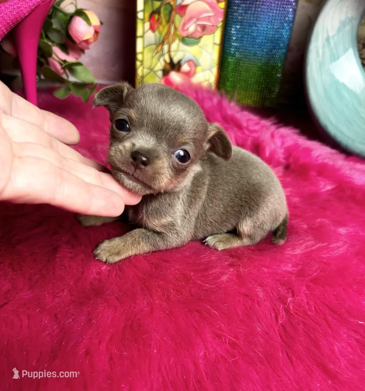   BlueJay  – Chihuahua puppy for sale in Tracy, CA