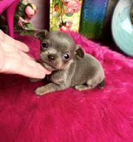   BlueJay , a male Chihuahua for sale in Tracy, CA – Photo 1 of 3