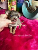 XTiny  Lilac Lou, a male Chihuahua for sale in Tracy, CA – Photo 6 of 7