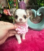 Extraordinary  BEAUTY, a female Chihuahua for sale in Tracy, CA – 3 of 6