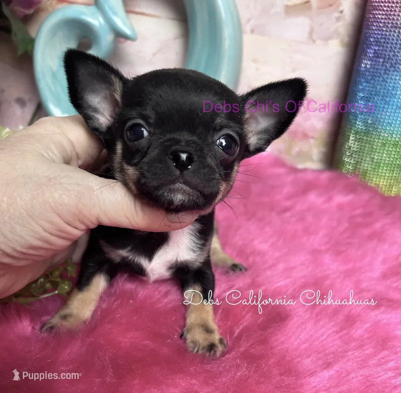 Tiny PEPSI COLA – Chihuahua puppy for sale in Tracy, CA