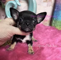 Tiny PEPSI aka Oreo, a male Chihuahua for sale in Tracy, CA – 2 of 5