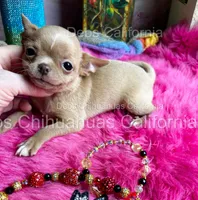 Adorable GOLDIE -See Video , a female Chihuahua for sale in Tracy, CA – 2 of 4
