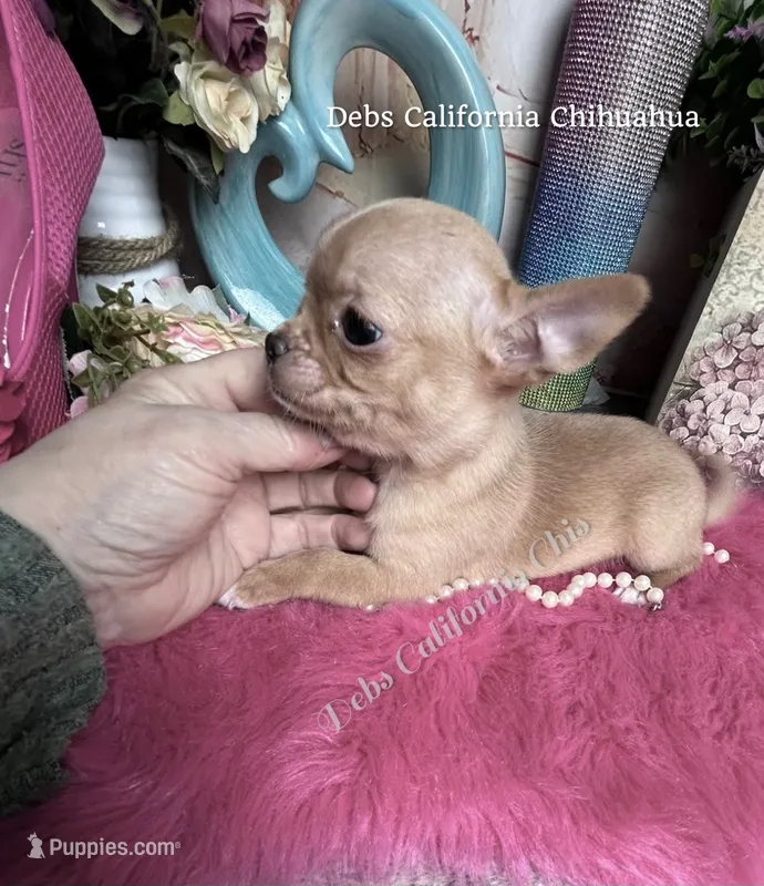 Tiny RED  BUTTON – Chihuahua puppy for sale in Tracy, CA