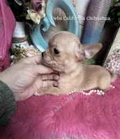 Deb’s Ca RED  BUTTON, a male Chihuahua for sale in Tracy, CA – 1 of 7