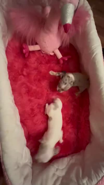Deb’s STERLING - Pics parents-Video , a male Chihuahua for sale in Tracy, CA – 6 of 6