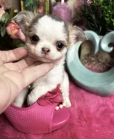 Extraordinary  BEAUTY, a female Chihuahua for sale in Tracy, CA – 6 of 6