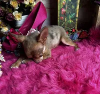 Little COCO , a female Chihuahua for sale in Tracy, CA – 3 of 7
