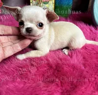 Gorgeous OHLALA , a male Chihuahua for sale in Tracy, CA – 2 of 2