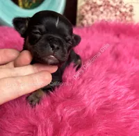 Debs California Chi’s Tiny COLE, a male Chihuahua for sale in Tracy, CA – 4 of 5