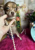 Little chocolate COCO, a female Chihuahua for sale in Tracy, CA – 2 of 5