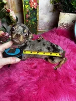Tiny  CUPCAKE - See 2 Videos, a female Chihuahua for sale in Tracy, CA – 5 of 10