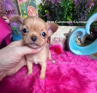 Little TEDDY RUXPIN, a male Chihuahua for sale in Tracy, CA – 3 of 4