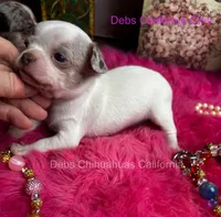 FROSTY - Pics parents& past sibling , a male Chihuahua for sale in Tracy, CA – 2 of 7
