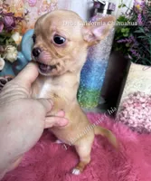 Deb’s Ca RED  BUTTON, a male Chihuahua for sale in Tracy, CA – 4 of 7