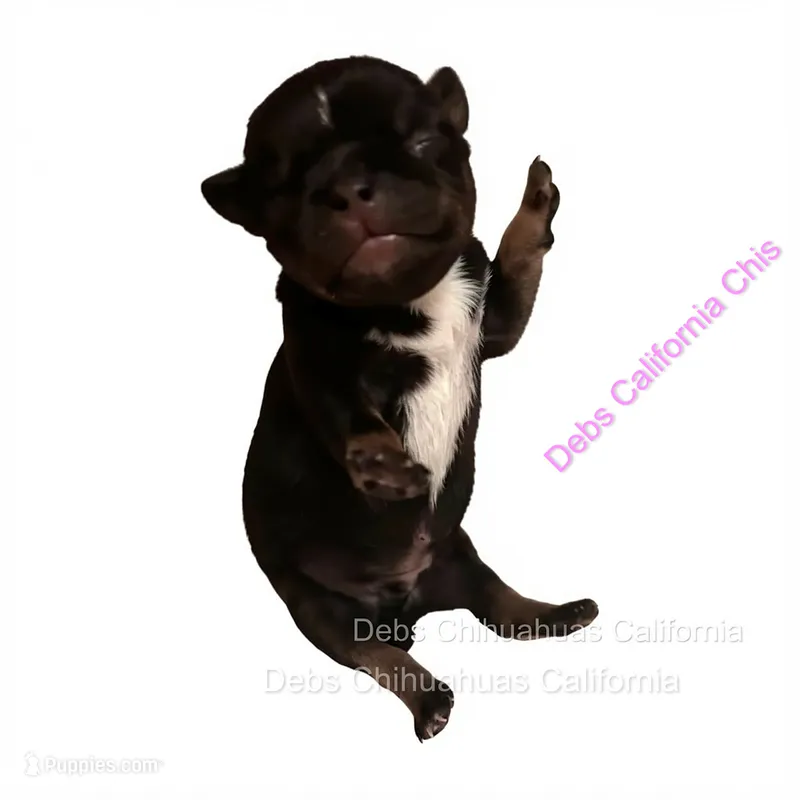 Little TACO JACK  – Chihuahua puppy for sale in Tracy, CA