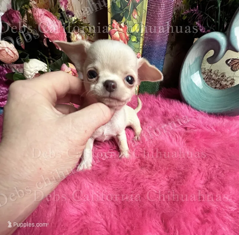 Gorgeous OHLALA  – Chihuahua puppy for sale in Tracy, CA
