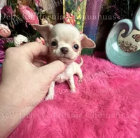 Gorgeous OHLALA , a male Chihuahua for sale in Tracy, CA – 1 of 2