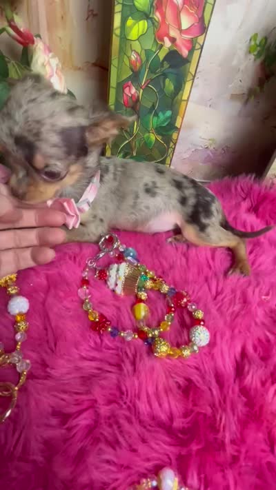 Tiny  CUPCAKE - See 2 Videos, a female Chihuahua for sale in Tracy, CA – 9 of 10