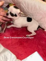 Deb’s Gentleman INKBLOT- 2 VIDEOS, a male Chihuahua for sale in Tracy, CA – 6 of 8