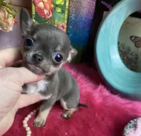 XTiny BLUEJAY, a male Chihuahua for sale in Tracy, CA – Photo 2 of 4