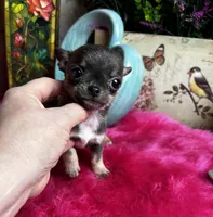 Tiny BLUEJAY, a male Chihuahua for sale in Tracy, CA – Photo 2 of 6