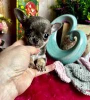 Tiny BLUEJAY, a male Chihuahua for sale in Tracy, CA – Photo 1 of 6