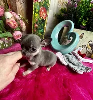 Tiny BLUEJAY, a male Chihuahua for sale in Tracy, CA – Photo 6 of 6