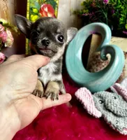 Tiny BLUEJAY, a male Chihuahua for sale in Tracy, CA – Photo 4 of 6