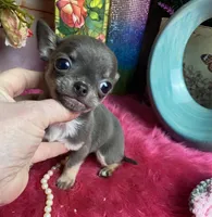 XTiny BLUEJAY, a male Chihuahua for sale in Tracy, CA – Photo 3 of 4