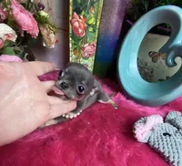 XTiny BLUEJAY, a male Chihuahua for sale in Tracy, CA – Photo 4 of 4