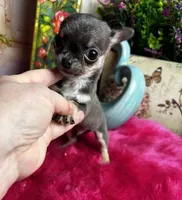 Tiny BLUEJAY, a male Chihuahua for sale in Tracy, CA – Photo 5 of 6