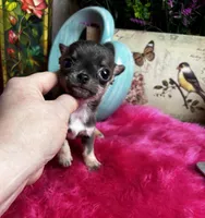 Tiny BLUEJAY, a male Chihuahua for sale in Tracy, CA – Photo 3 of 6
