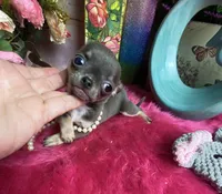 XTiny BLUEJAY, a male Chihuahua for sale in Tracy, CA – Photo 1 of 4