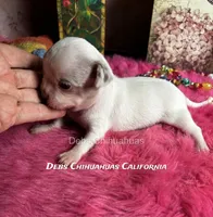 Ohlala - Pics parents and past sibling , a male Chihuahua for sale in Tracy, CA – 3 of 6
