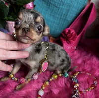 Tiny Cupcake , a female Chihuahua for sale in Tracy, CA – 6 of 8