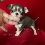 Dollface  BLUEY – Chihuahua puppy on hold in Tracy, CA